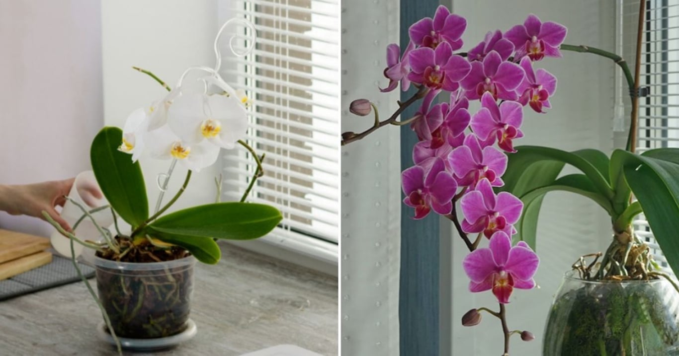 Kdo zná těchto pár zásad, má doma orchideje jako z výstavy. Kvetou pořád a zůstávají dokonale zdravé