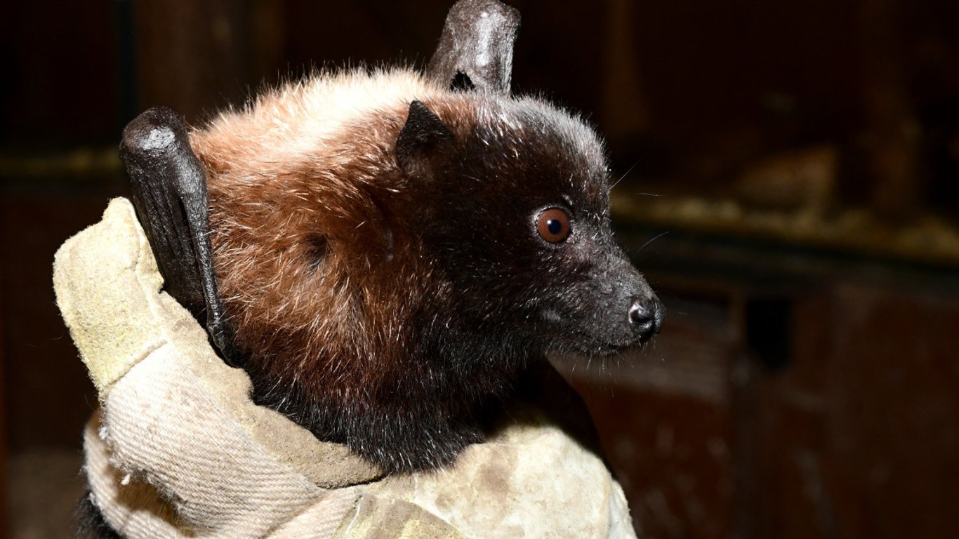 Pětadvacet vzácných kaloňů odjelo z olomoucké zoo do Amsterdamu a Curychu