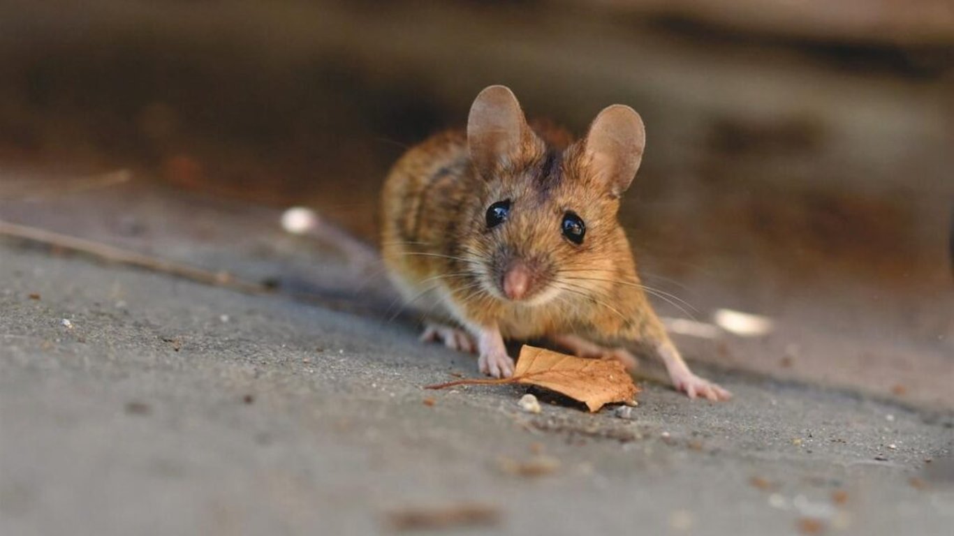 Myši se vašemu pozemku vyhnou obloukem. Tyto levné kuchyňské přísady doslova nenávidí