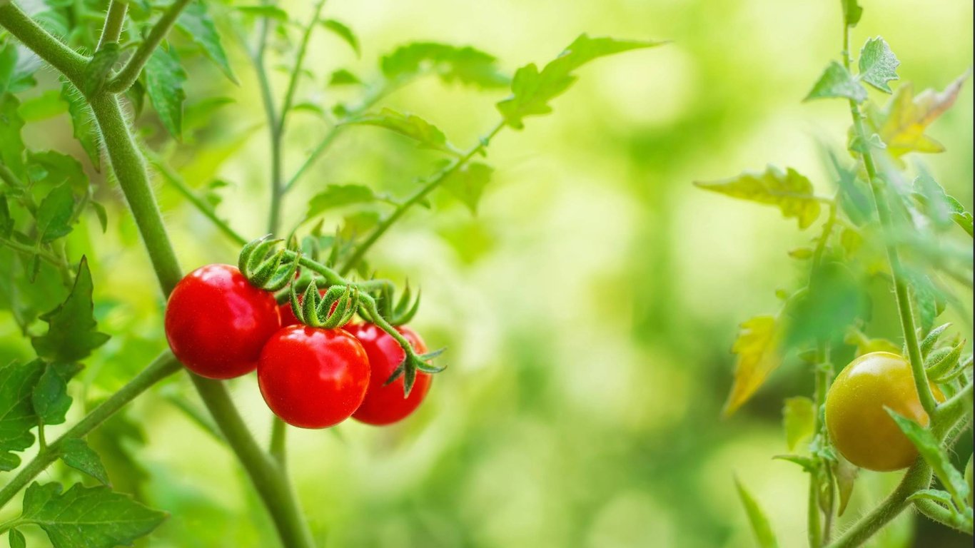 7 tipů pro pěstování cherry a koktejlových rajčat: Snadné pěstování i na balkoně nebo v závěsném truhlíku