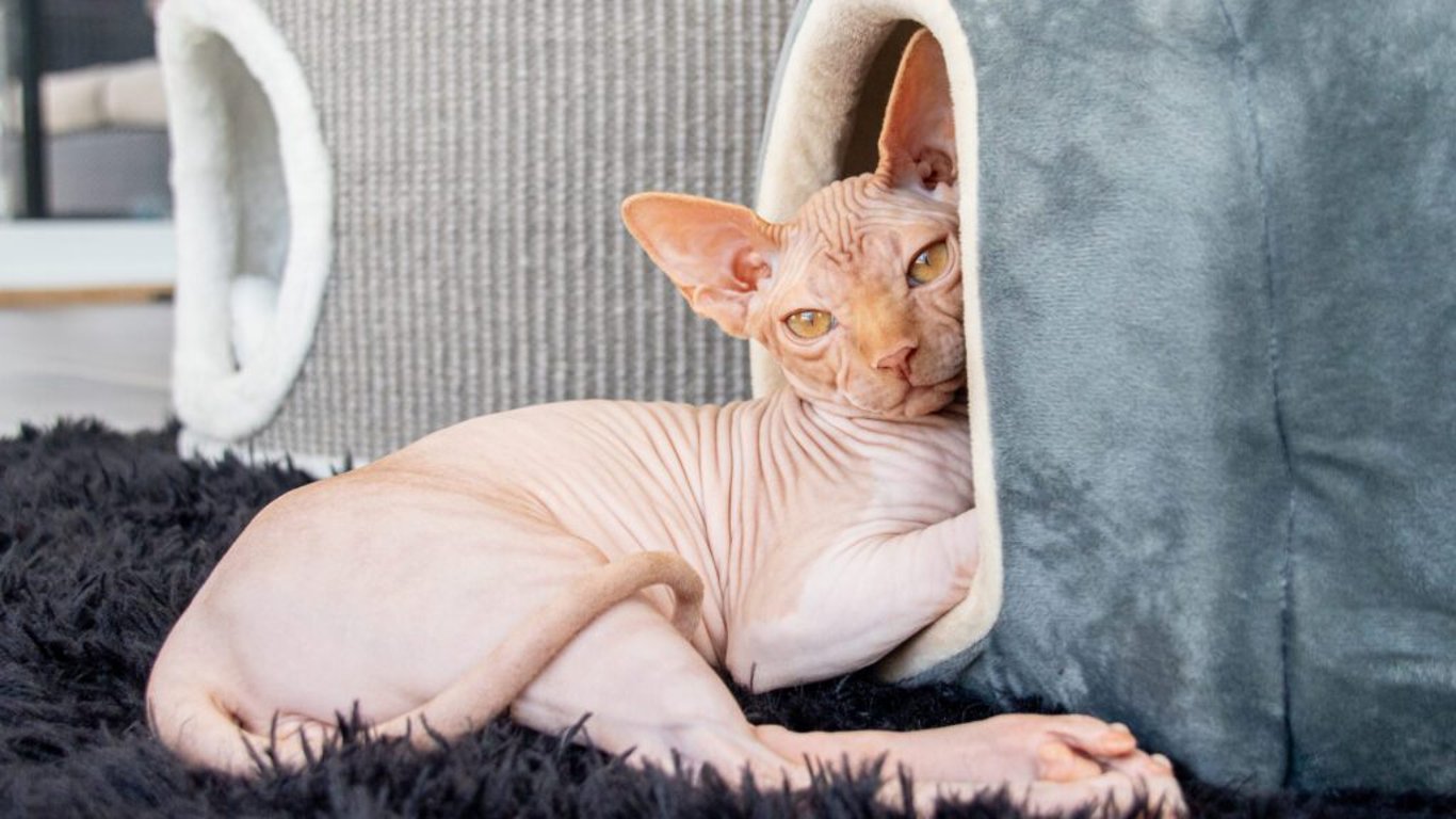 Sphynx: Nahá kráska s obrovskou potřebou blízkosti