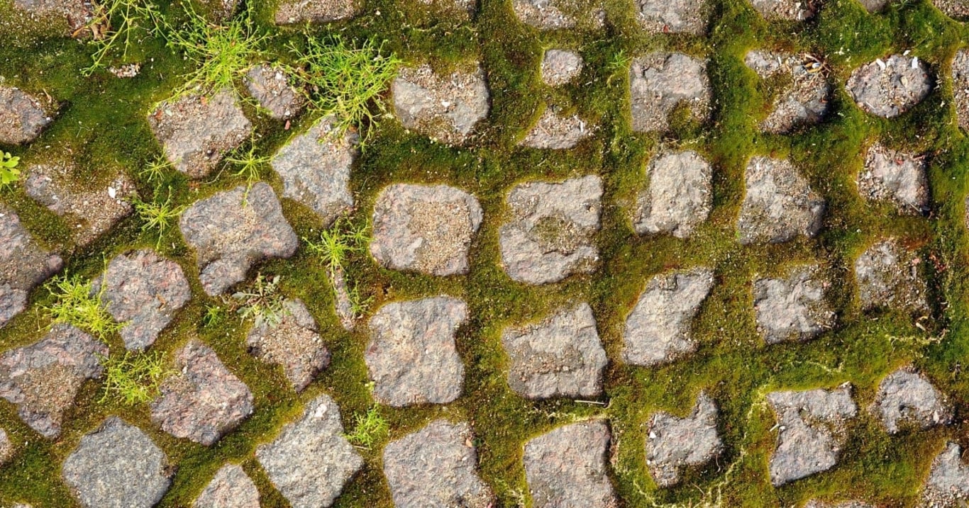 Vezměte z kuchyně tuto nečekanou ingredienci a posypte jí dlažbu. Za pouhou hodinu zmizí mech jako mávnutím kouzelného proutku