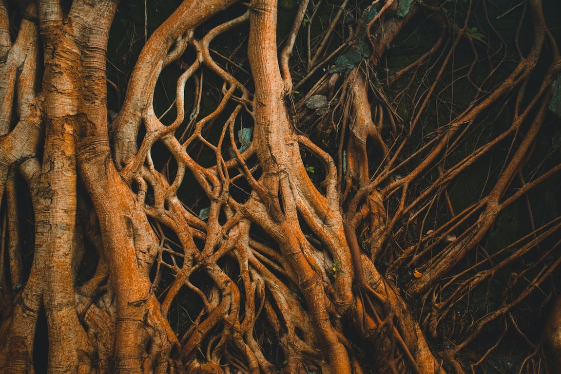 Co s kořeny v půdě po úhynu rostliny? Nechat je, nebo vykopat a vyhodit?