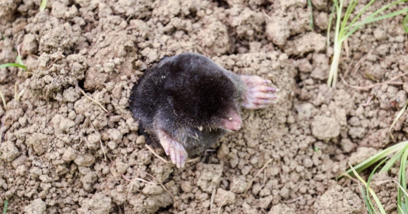 Krtci se ze zahrady stáhnou do druhého dne: Bytostně nenávidí tyto odpadky, stačí je dát do krtin a přes noc jsou pryč