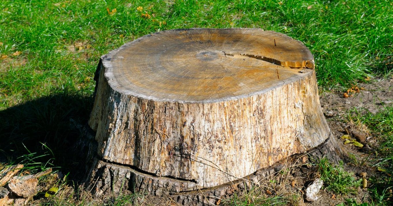 Na pařezy už nepotřebujete techniku. Tenhle pomocník je zlikviduje rychle a úplně bez námahy