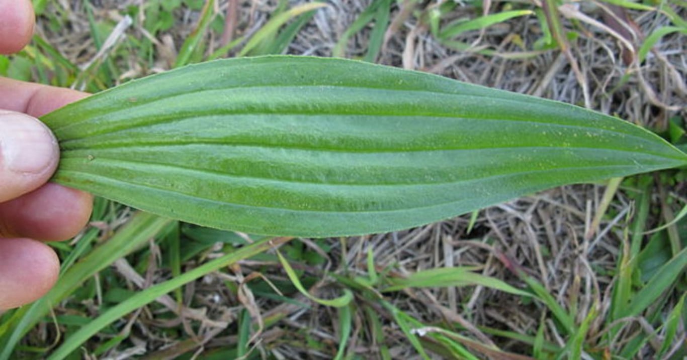 Příroda má lék, který funguje. Hojivý obklad z listů uleví kolenům už za dvě hodiny a nic nestojí