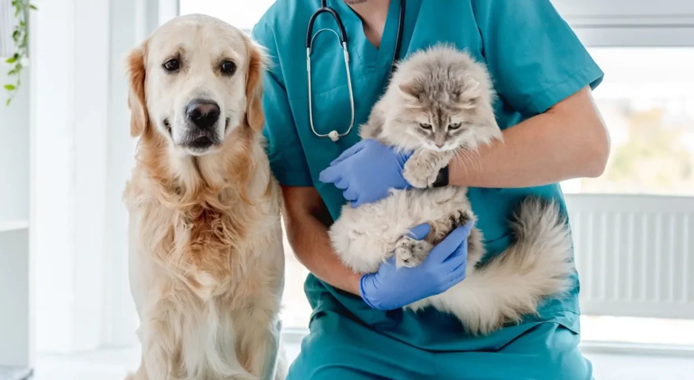 Jak se podle veterinářů počítá věk psů a koček: Od tohoto věku je to už senior na úrovni 100 letého člověka