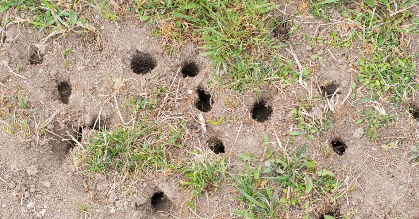 Nyní kvete túje – nejlepší odpuzovač hraboše.