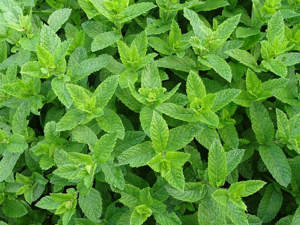 Máta peprná je zatraceně užitečný plevel. Pomůže třeba i pleti nebo vlasům