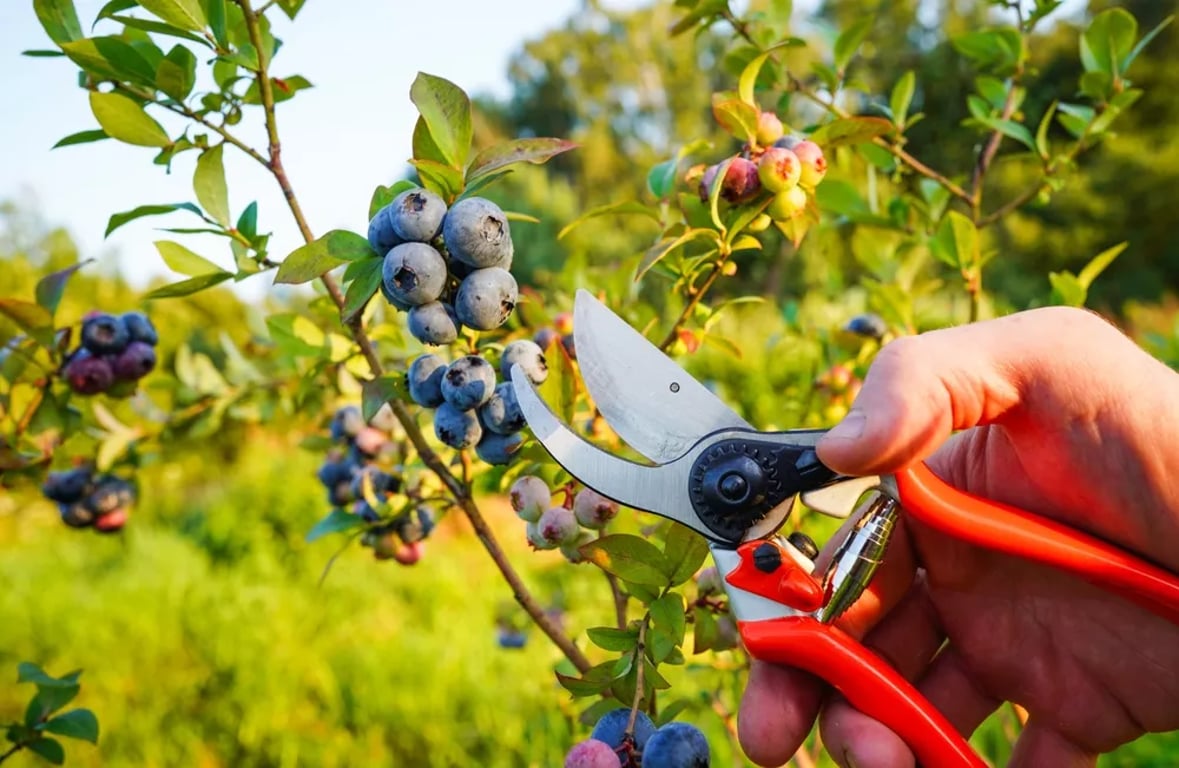 prořezávka borůvky