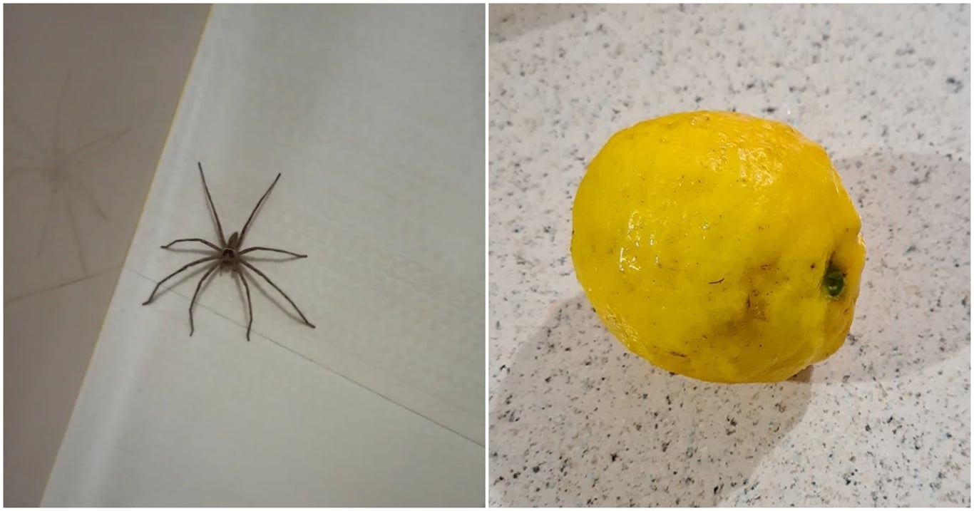 Pavouci prchají, jakmile ucítí tu vůni. Stačí malá miska se zázračnou tekutinou a už se nevrátí