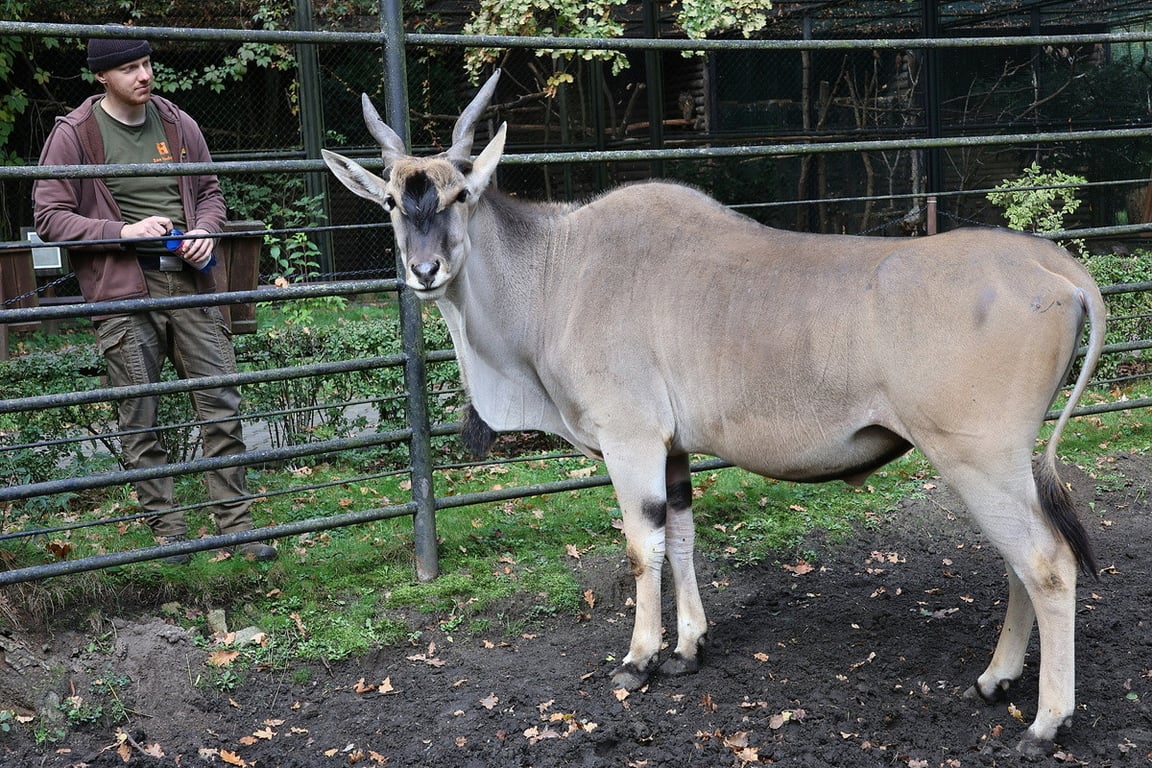 Hodonínská zoo změnila měřítko: Velkou antilopu nahradí dvě menší