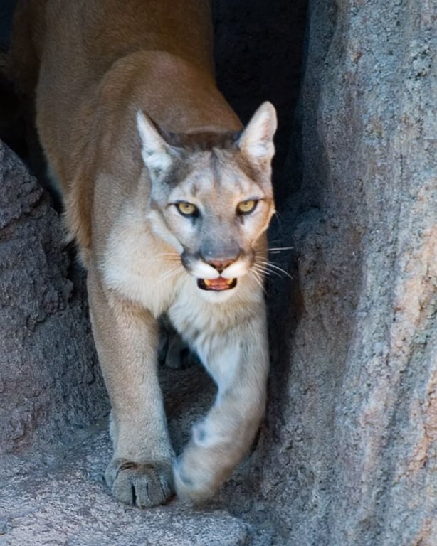 U Týna nad Vltavou se podle myslivců pohybuje šelma, mohla by to být puma