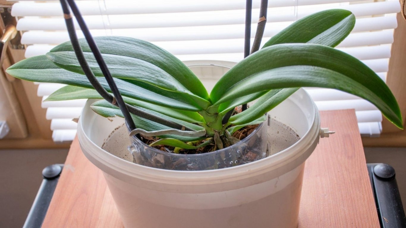 Orchidej se v zimě snadno nachladí. Stačí drobná chyba a začne chřadnout, přitom ji lze ochránit překvapivě snadno