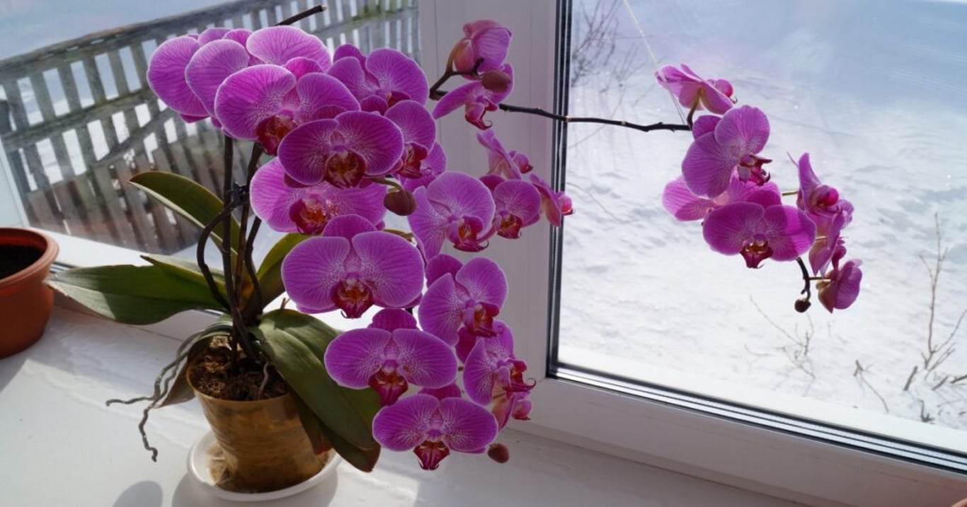 Tohle udělejte ihned, jakmile vaší orchideji opadají květy. Zkušená pěstitelka prozradila, jak rostlinu zachránit