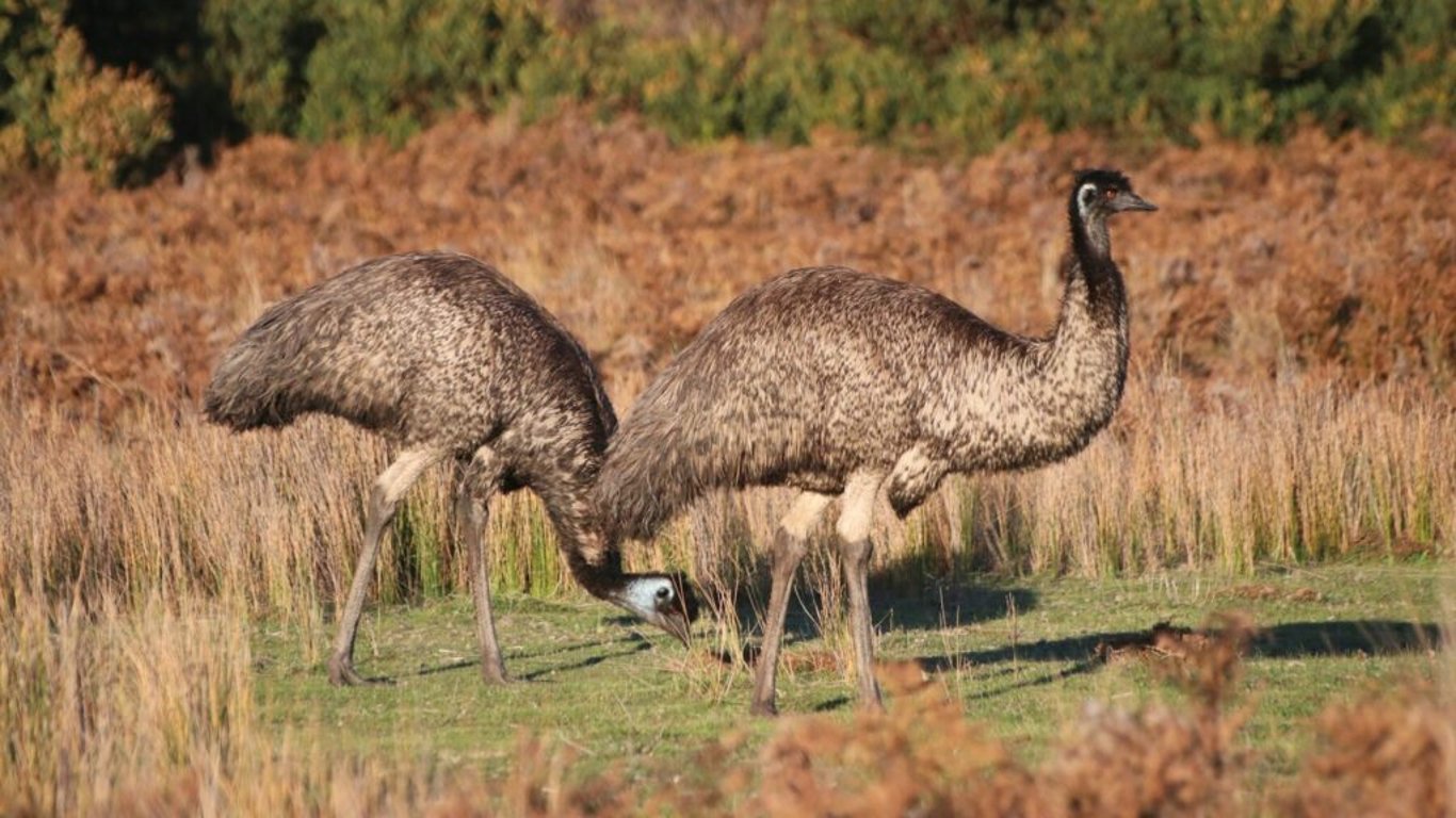 Australský zabiják emu