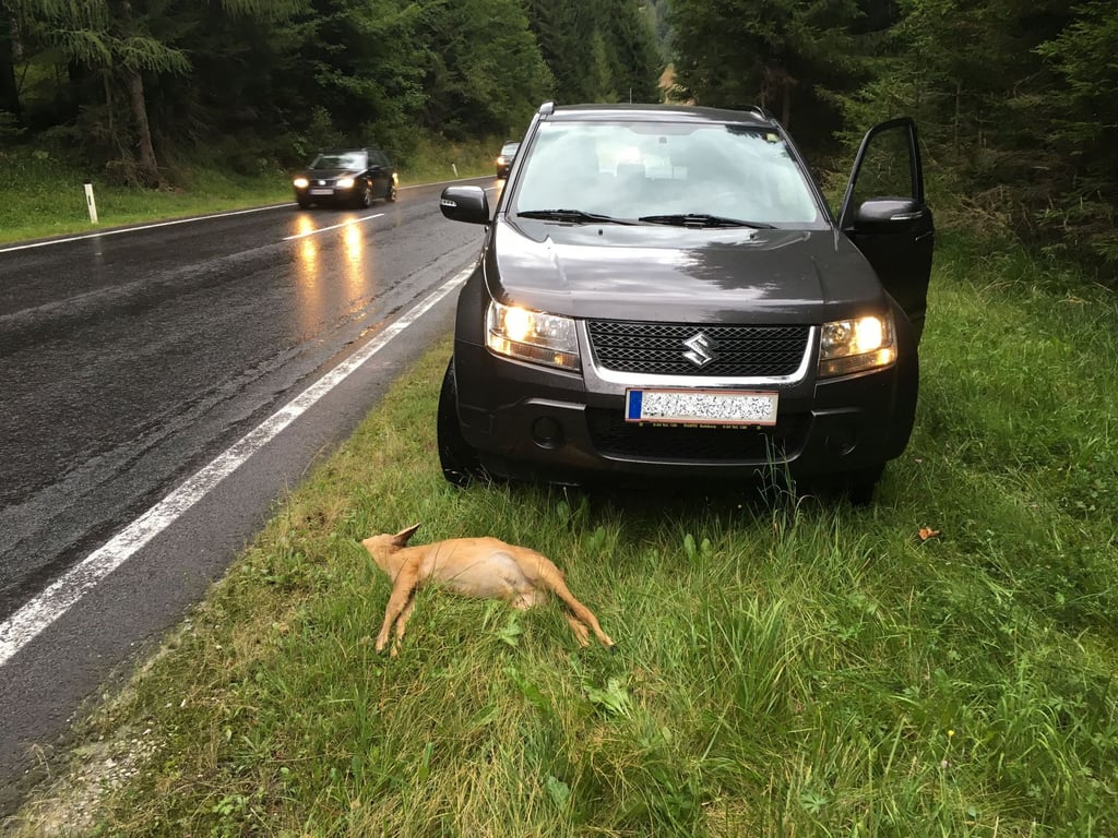 Volat policii ke sražené srnce? Názor právníka asi většinu motoristů překvapí