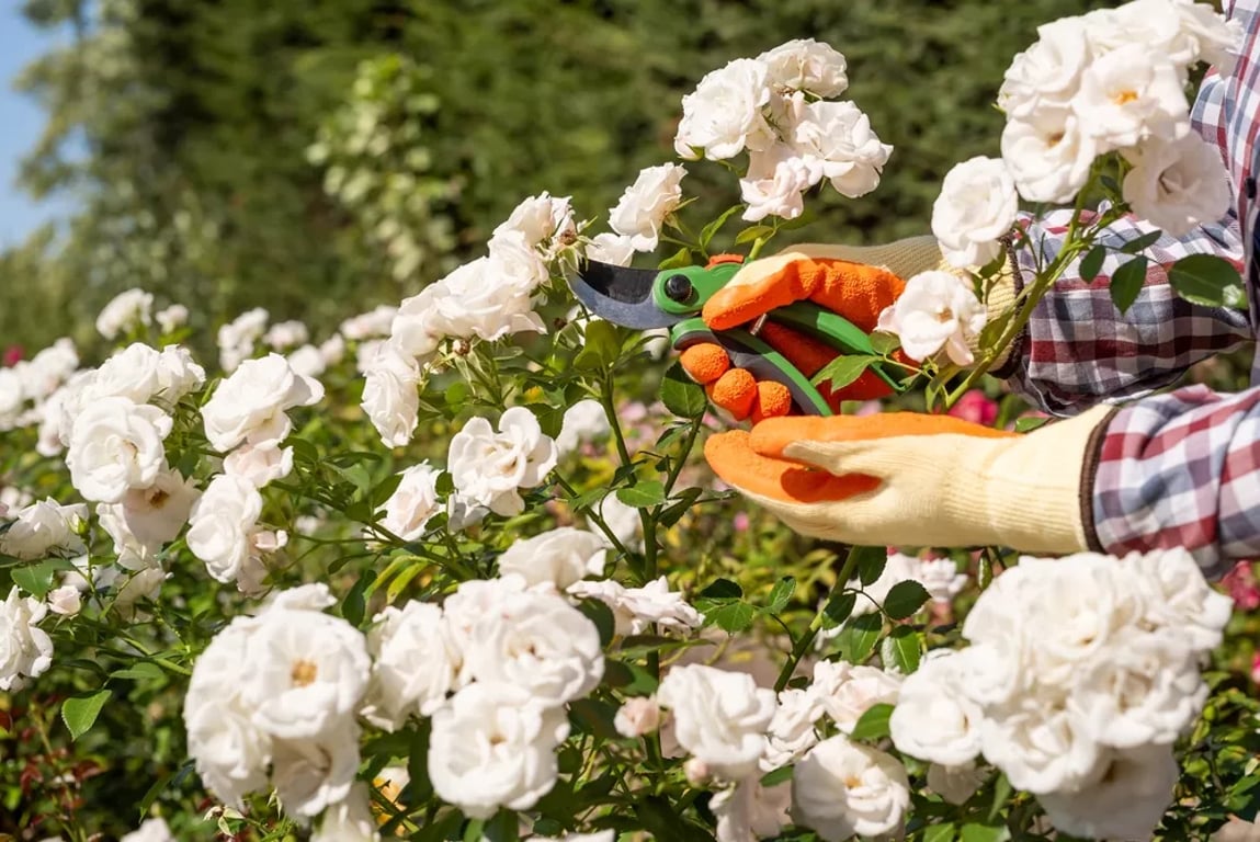 Chyba, která vás na jaře připraví o květy i úrodu: Přehled rostlin, které na podzim nesmíte zastřihnout