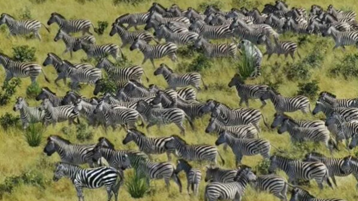 Mezi zebrami se skrývá tygr, kterého najde jen génius. Lidé s průměrným zrakem ho nemají šanci odhalit