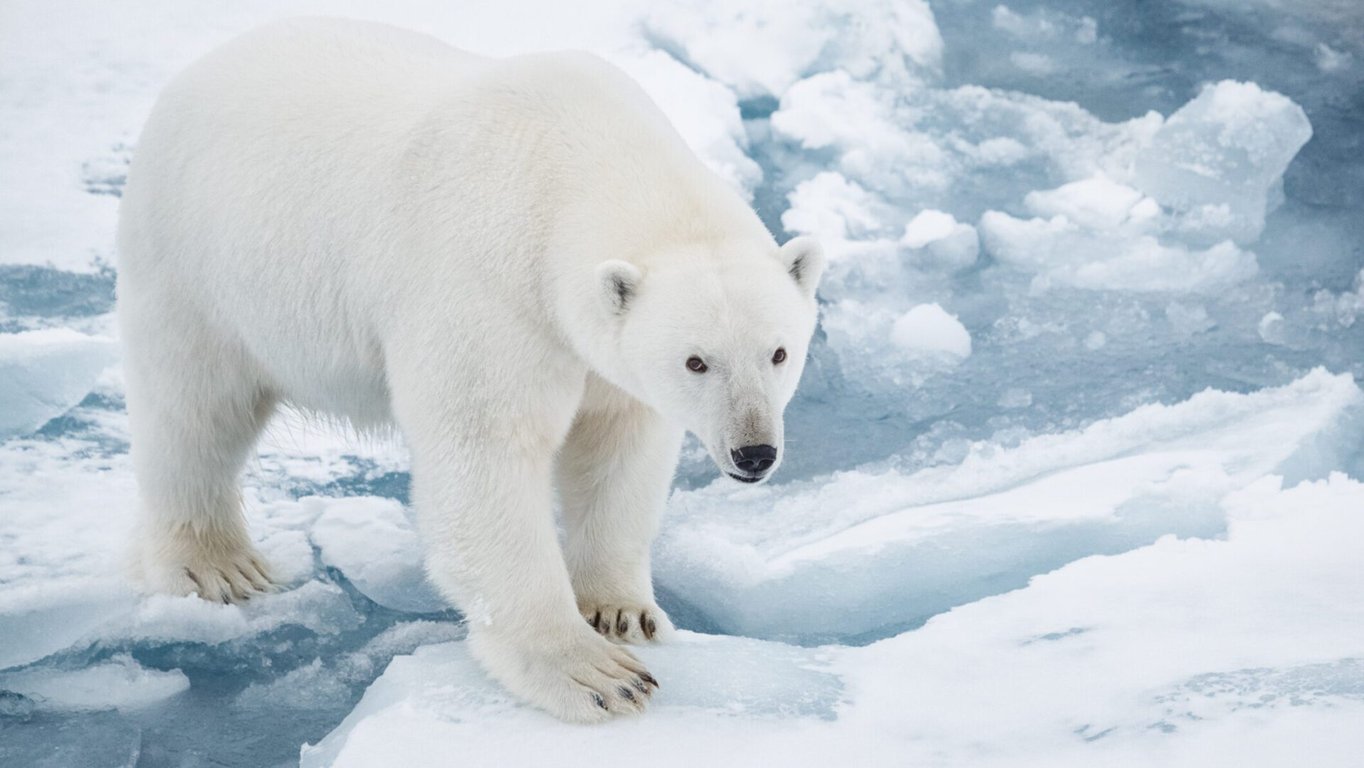 Týden ledních medvědů