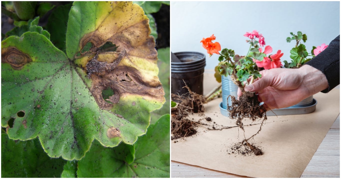 Hnědnoucí listy muškátů neznamenají konec. Stačí jednoduchý zákrok a obyčejná voda udělá zbytek