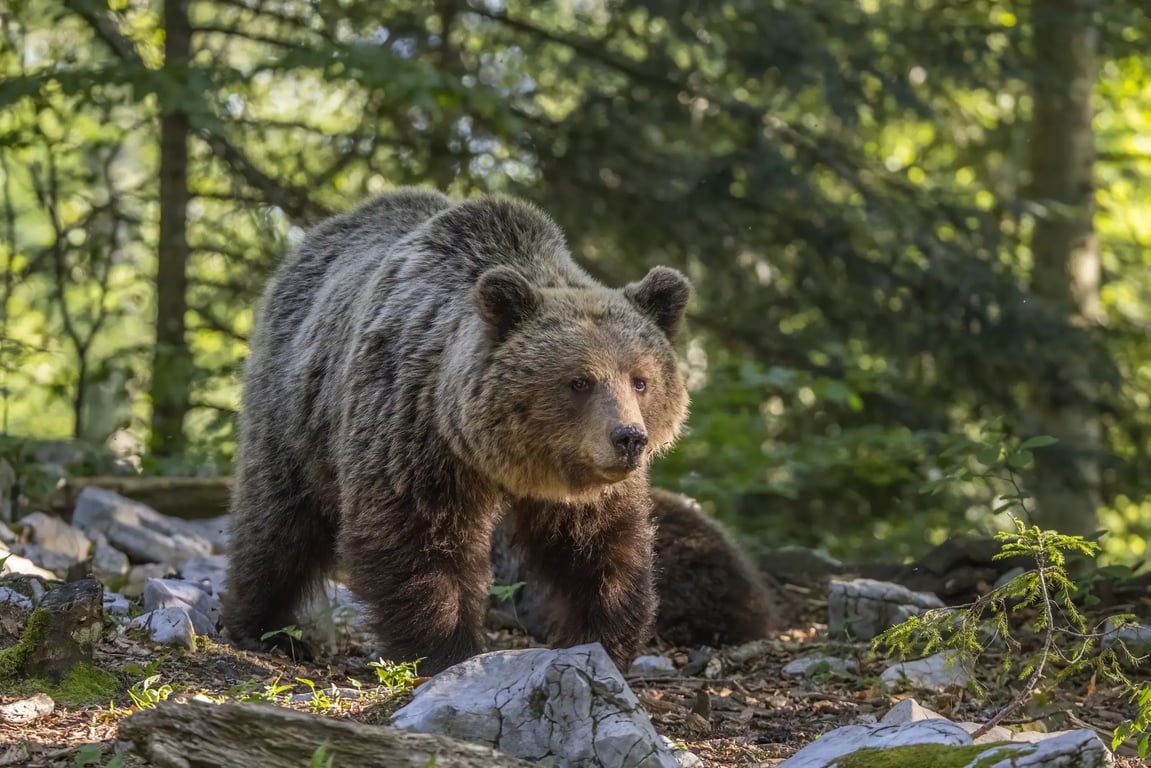 Varování pro občany: Po Karlovarsku se může pohybovat jeden nebo více medvědů
