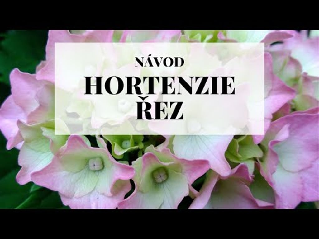 Video k článku