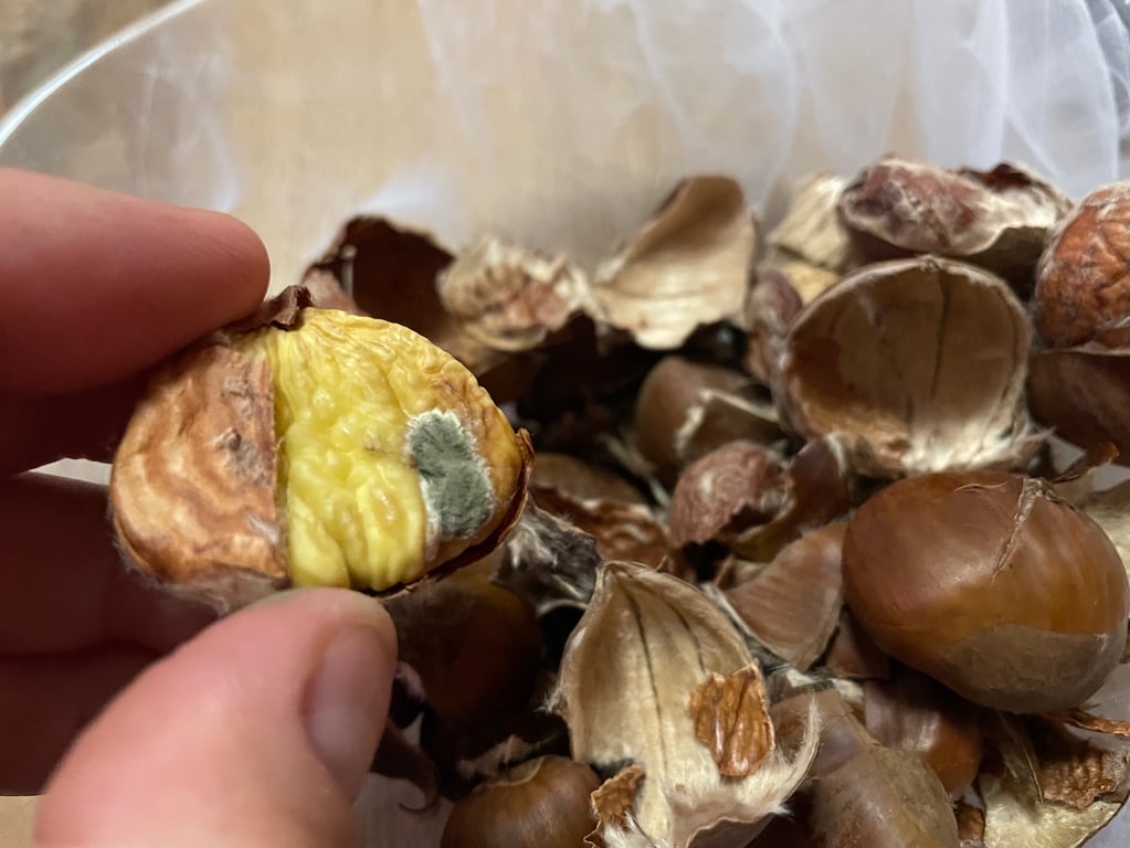 Plesnivé jedlé kaštany. Supermarkety je běžně prodávají
