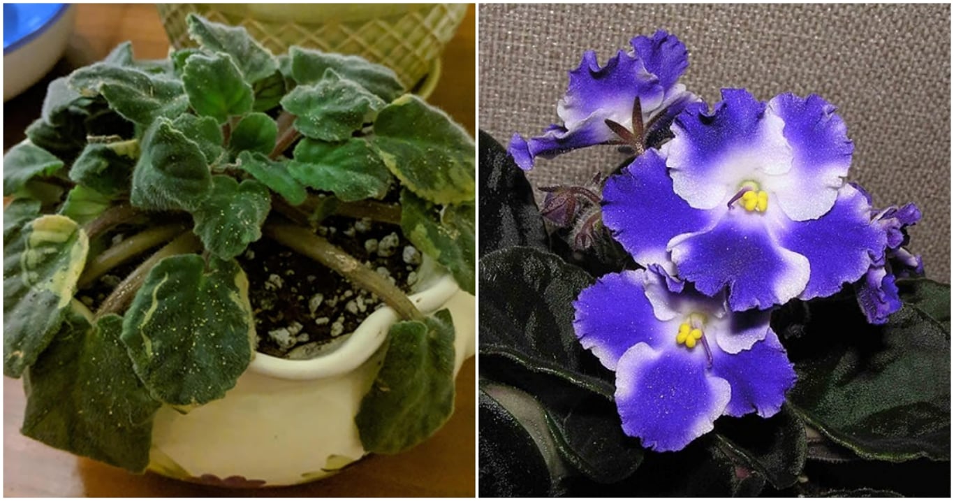 Africká fialka potřebuje správné místo, jinak nikdy nepokvete. Pěstitelé prozrazují, kde dělá většina lidí chybu