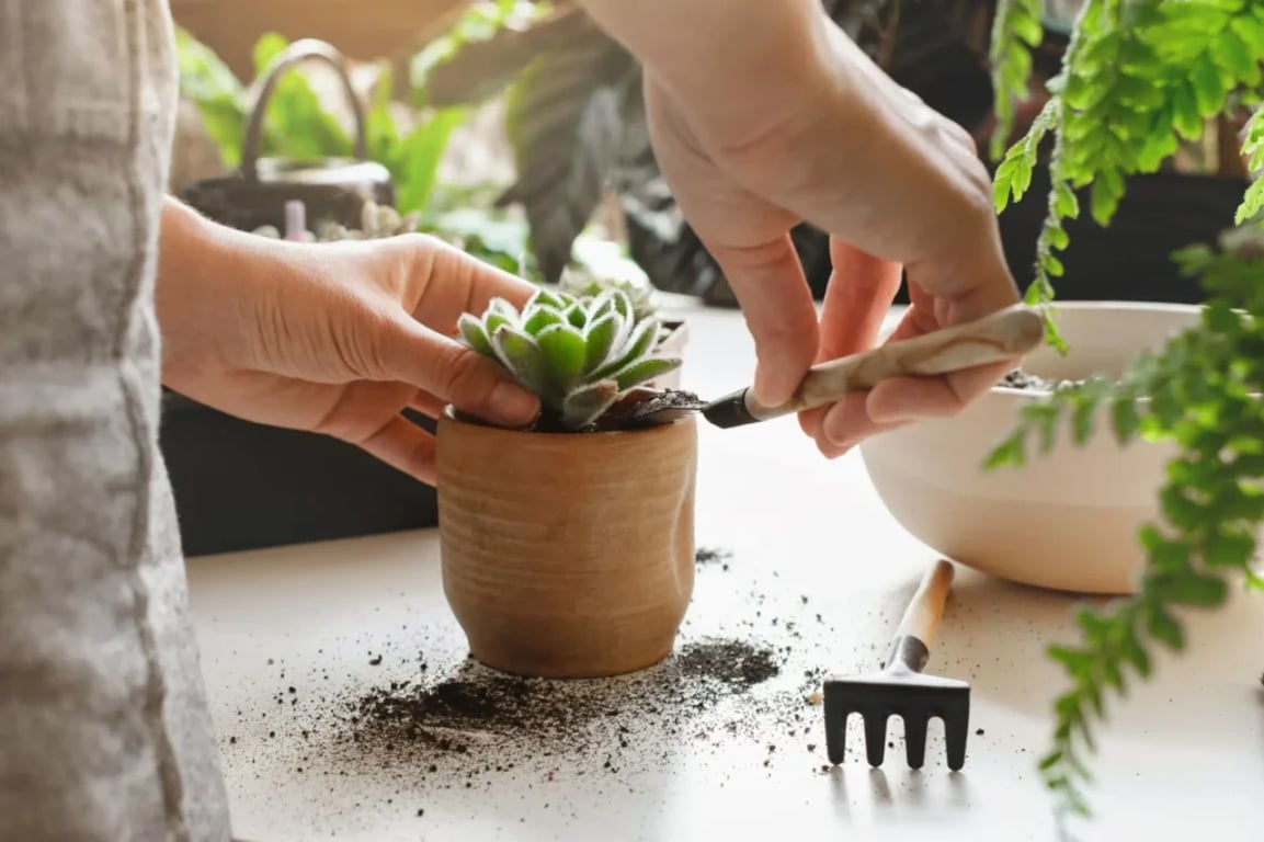 Detail přesazování malé sukulentní rostliny do hnědého květináče pomocí malé lopatky, kolem je rozptýlená hlína a zahradní náčiní.