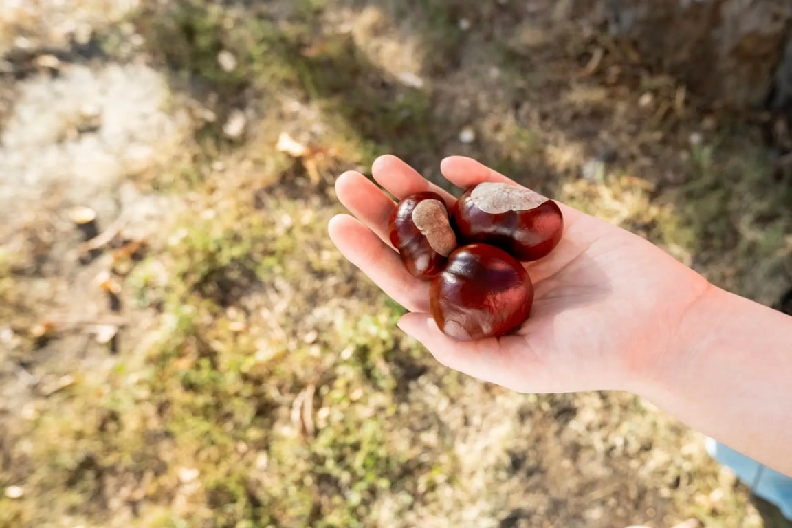 Lidská dlaň s čerstvými kaštany.