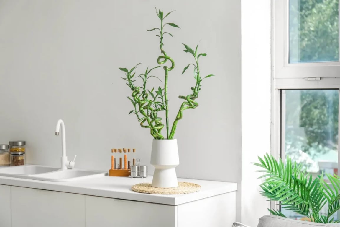Elegantní aranžmá spirálovitých stonků Lucky Bamboo ve váze na kuchyňské lince u okna, kde má rostlina dostatek nepřímého světla.