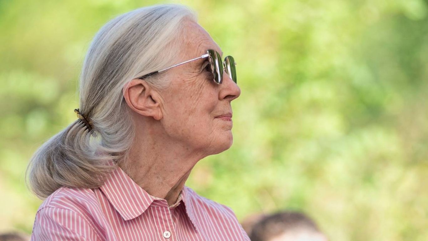 Zemřela Jane Goodallová, byla v Simpsonových a je kmotrou pražské gorily