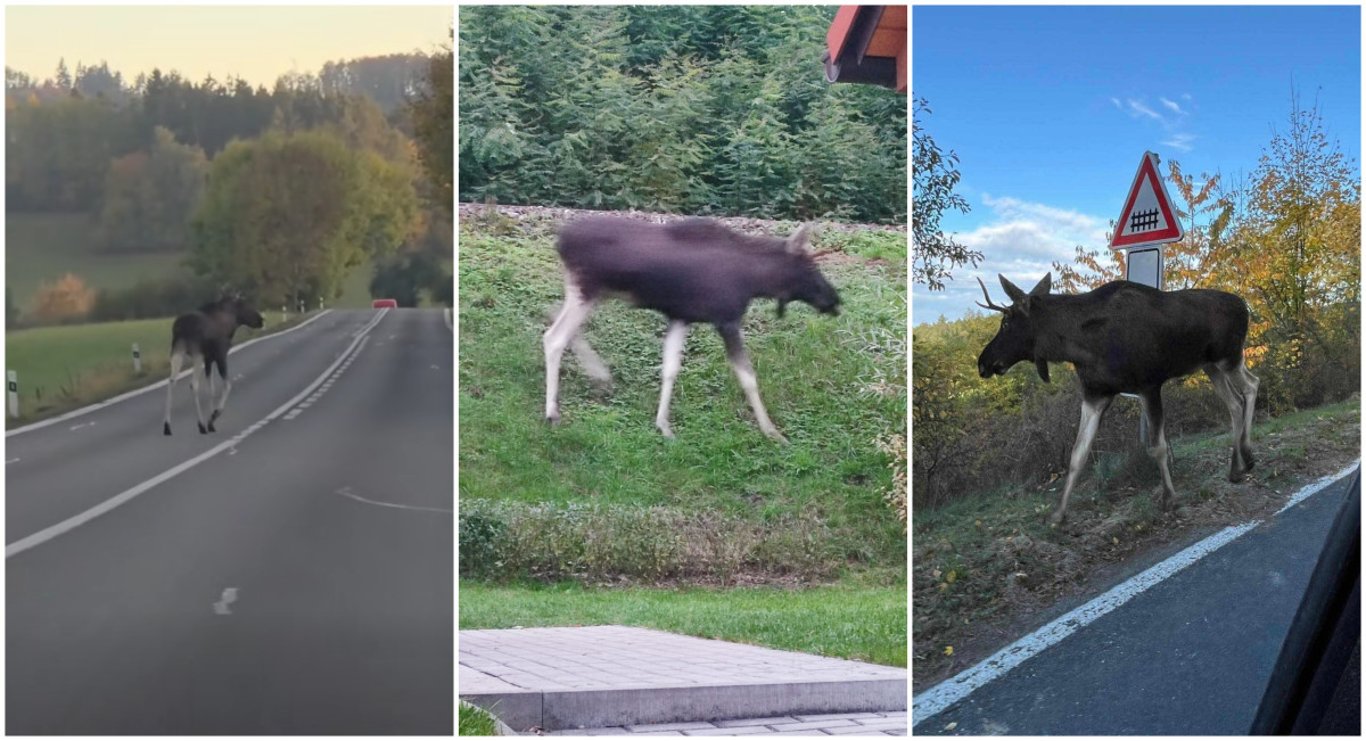 ANKETA: Lidé se bojí o Emila, los se nebezpečně toulá v okolí rušných silnic