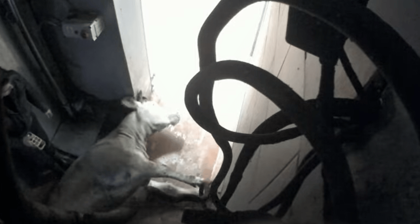 Spolek ukázal týrání na jatkách ve Žlunicích. Veterináři podají trestní oznámení