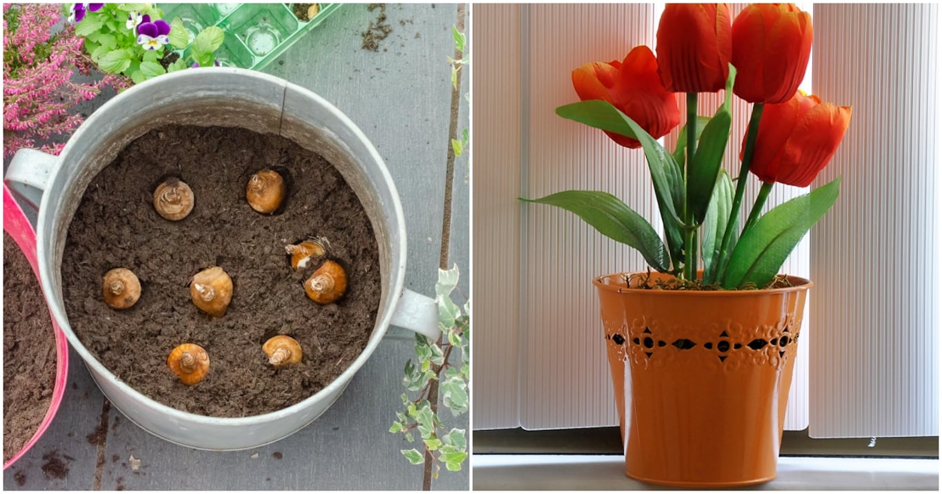 Tulipány se dají pěstovat i uprostřed zimy. Pěstitelé znají trik s jedním květináčem, po kterém rostou jako divé