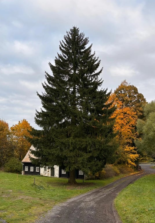 Je vybráno! Staroměstské náměstí na Vánoce ozdobí strom z Děčínska