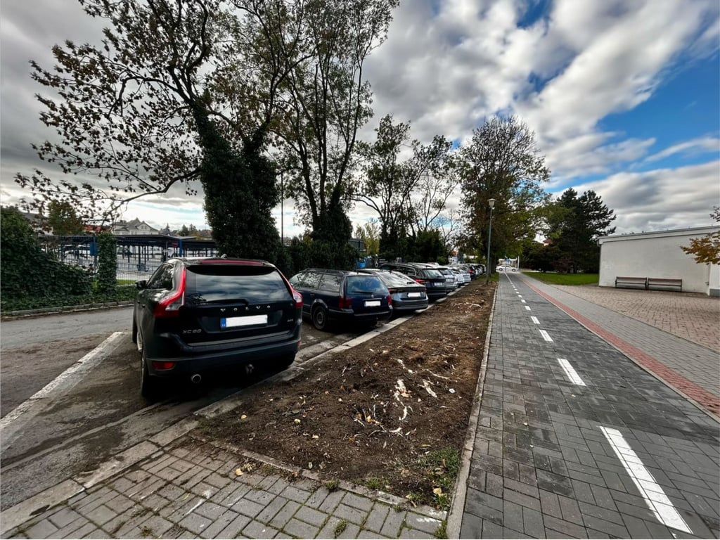 Poblíž autobusáku v Jihlavě zmizelo 10 jasanů. Příští rok je nahradí jinan a dřezovec