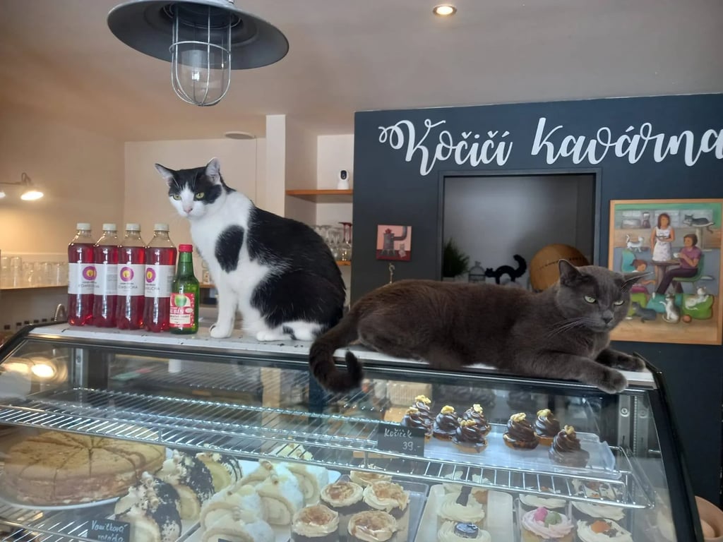 Kočičí kavárna v Plzni má jasno: Děti pod šest let venku. Rodiče se bouří, internet vře.