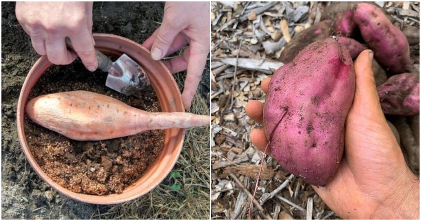 Batáty zvládnou růst i bez zahrady. Stačí jim květináč, trochu světla a péče, kterou zvládne každý