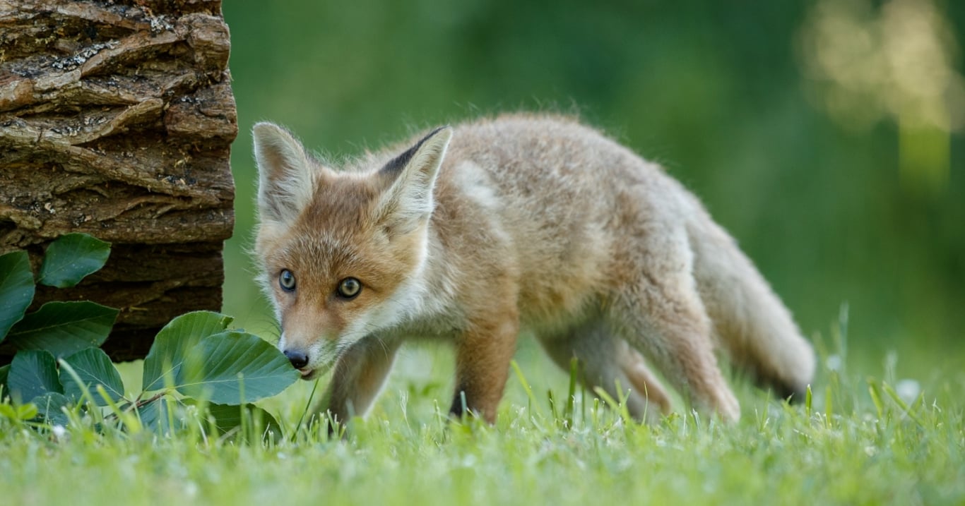 Myslel, že zachránil opuštěné koťátko. O pár měsíců později ho zasáhla tvrdá realita