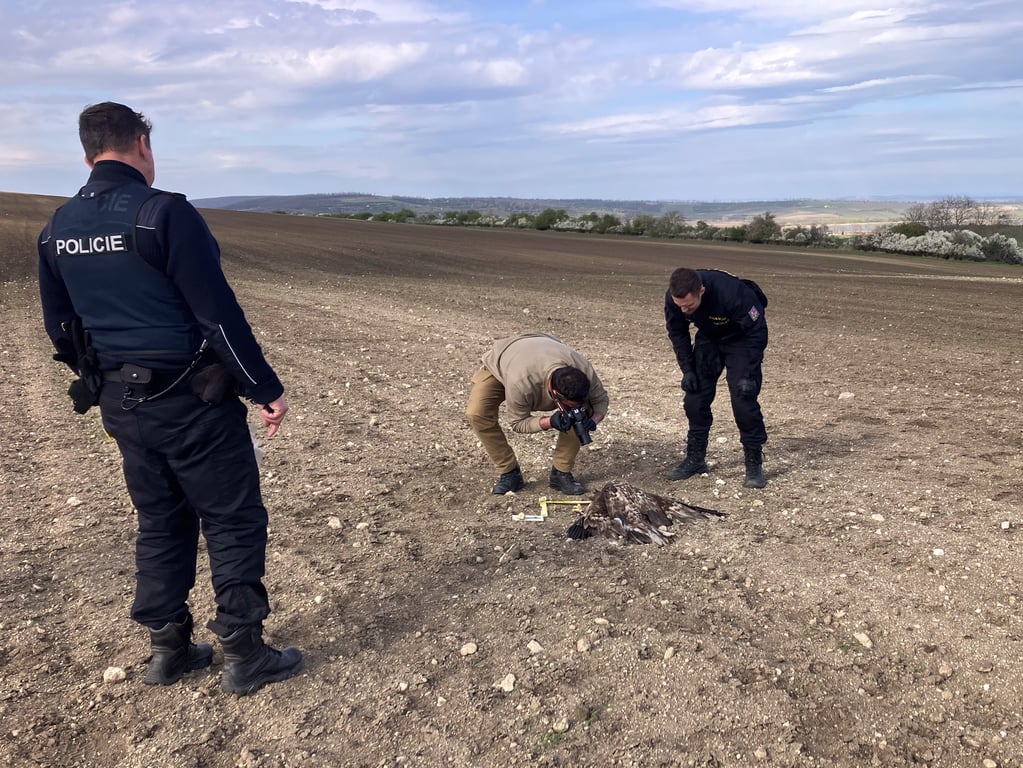 Případů zabíjení vzácných dravců v Česku přibývá. Policie hledá svědky