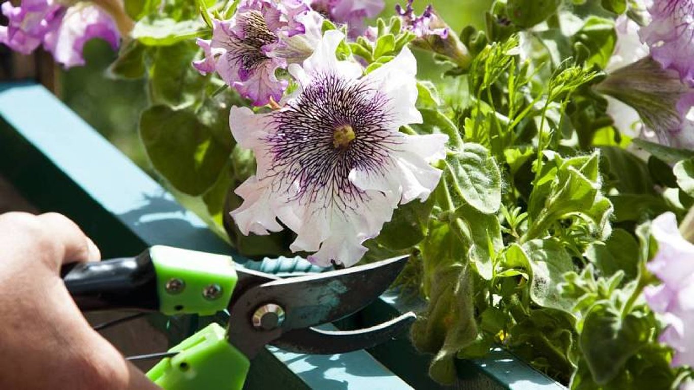 Petúnie a péče o ně ve vegetačním období - vyčištění odkvetlých květů se vám vyplatí v podobě bujných květů