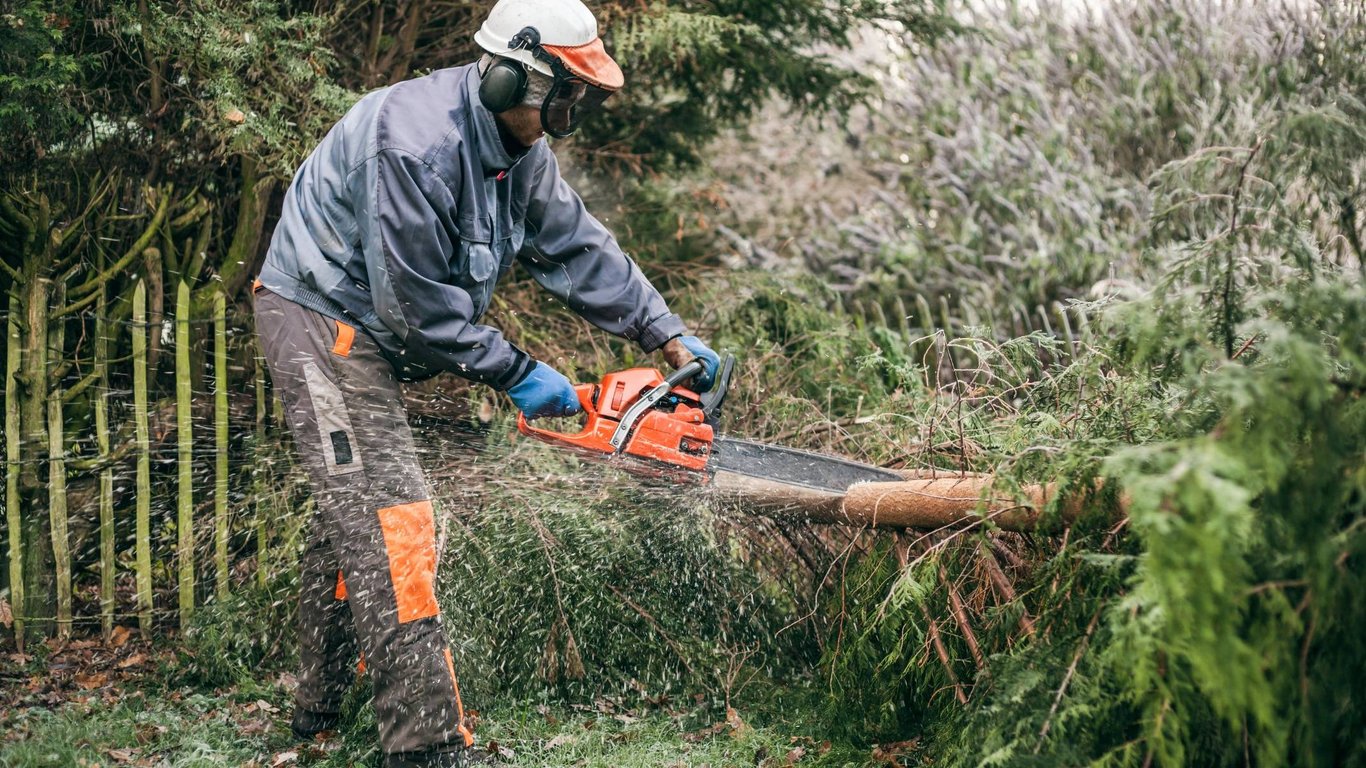 Kácení a prořezávání stromů a keřů na zahradě: O tyto byste se měli postarat v červenci!
