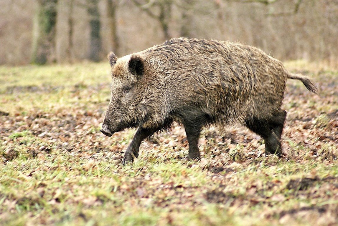 Africký mor prasat zůstává podle veterinářů hrozbou, je i za hranicemi