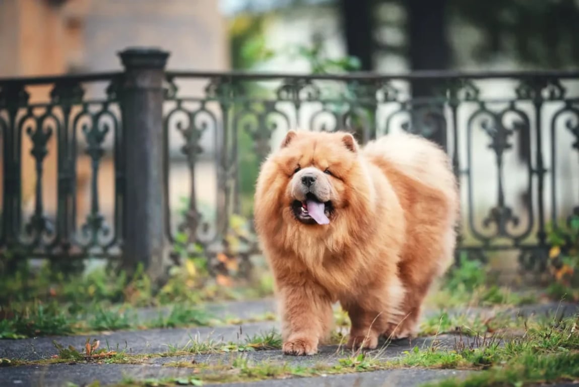 Pes plemene Chow Chow kráčí po cestě.