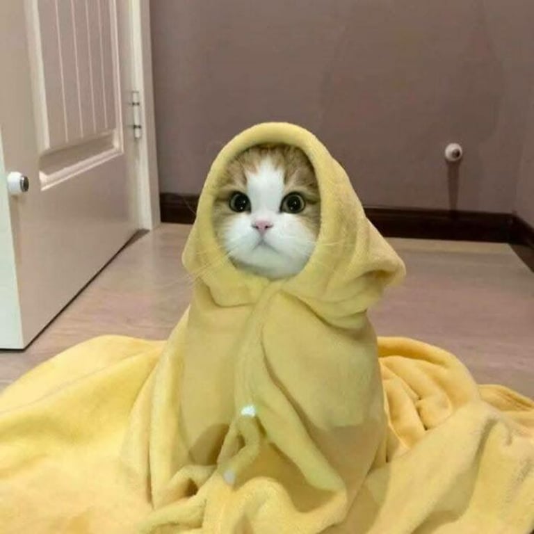 funny-cute-cats-pictures-68df6fb1d6682__700