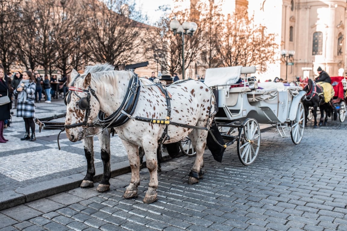 POLITICKÁ KORIDA: Patří fiakry na Staroměstské náměstí? Odpovídají zastupitelé
