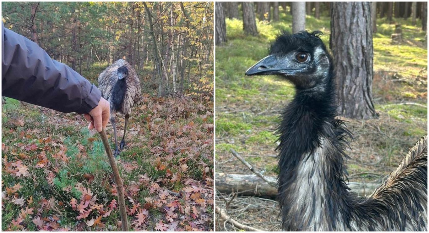 Na překvapené houbaře vykoukl v lese emu, pět týdnů byl na útěku
