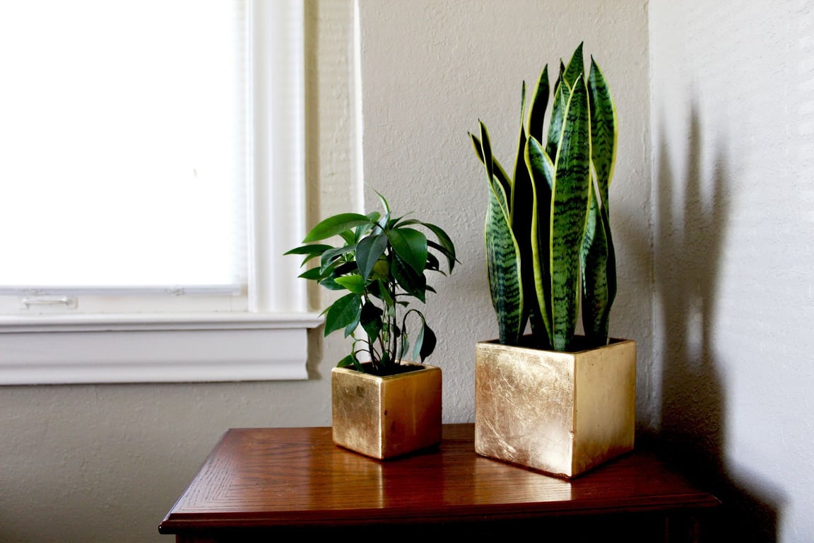 Tchynin jazyk. Tajný klíč ke klidnému spánku a čistému vzduchu v ložnici